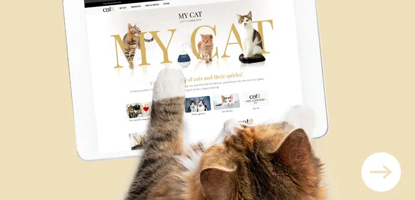My Cat News & Activities